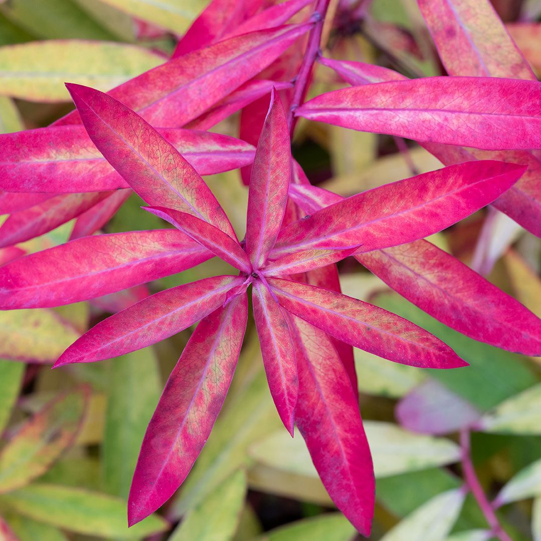 Euphorbia griffithii 'Fireglow' Autumn colour leaves