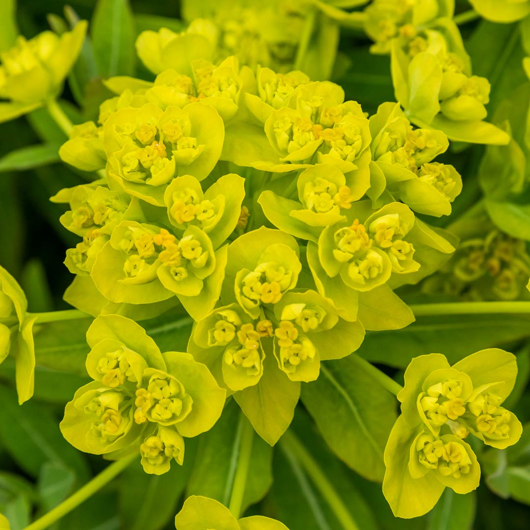 Euphorbia palustris close up