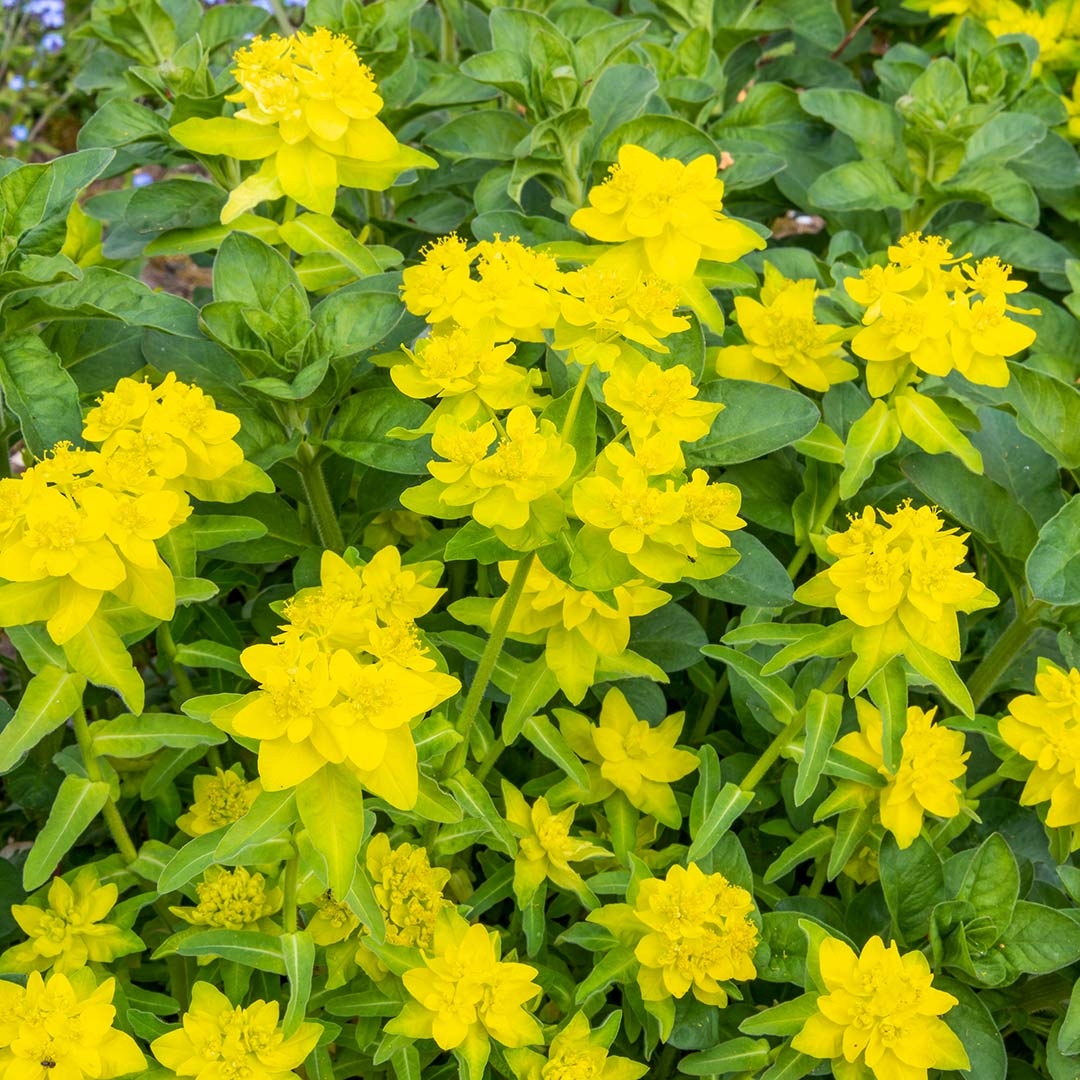 Euphorbia epithymoides AKA Euphorbia polychroma or cushion spurge.