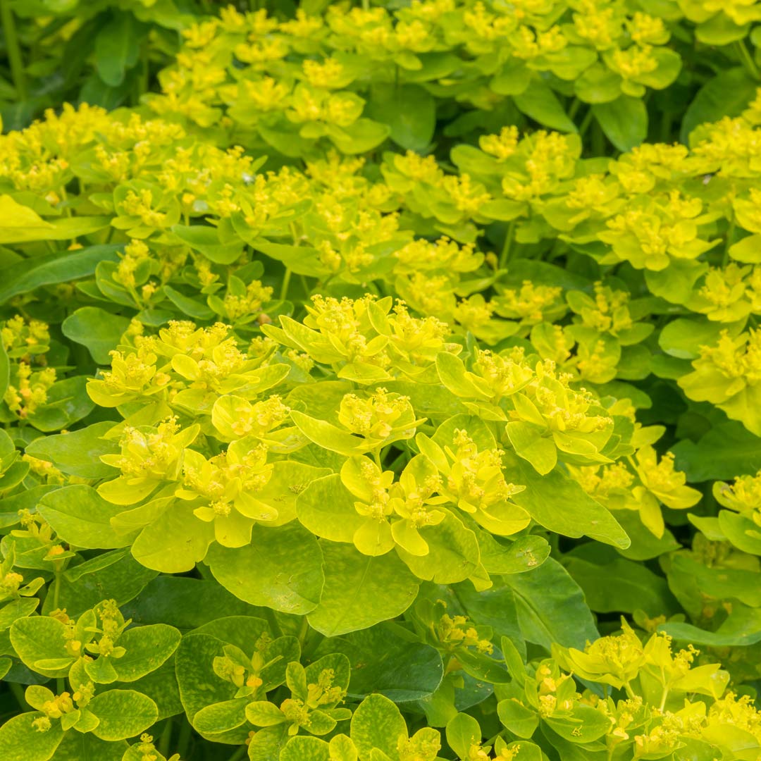 Euphorbia epithymoides (Euphorbia polychroma)