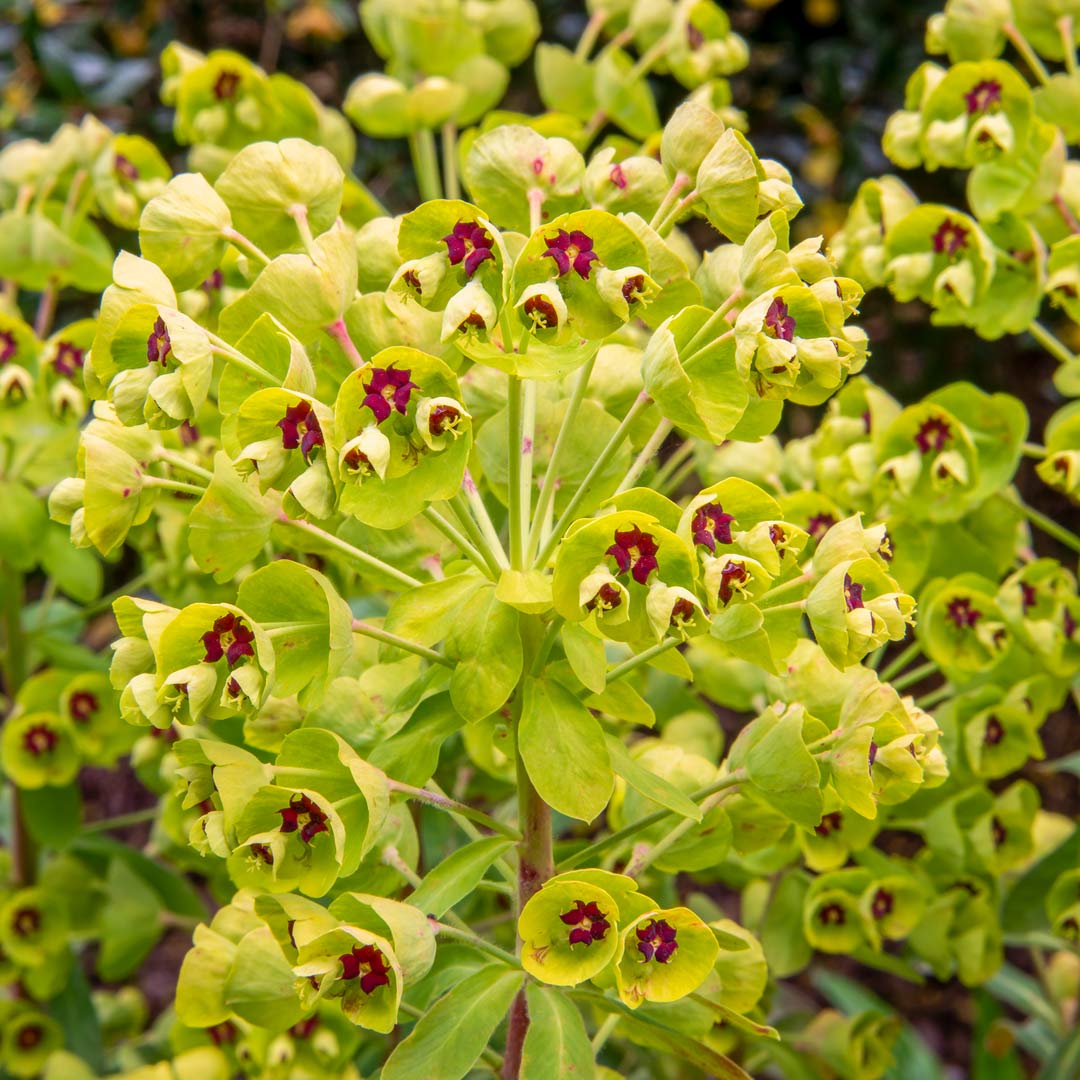 Euphorbia x martinii 'Baby Charm'