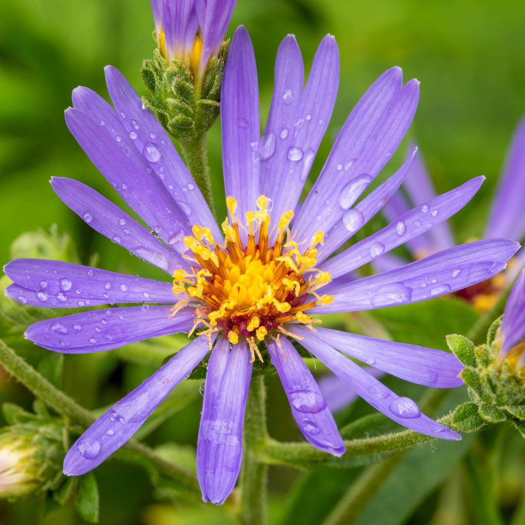 Eurybia x herveyi ‘Twilight’ (syn.syn. Aster macrophyllus 'Twilight'). Close up single bloom.