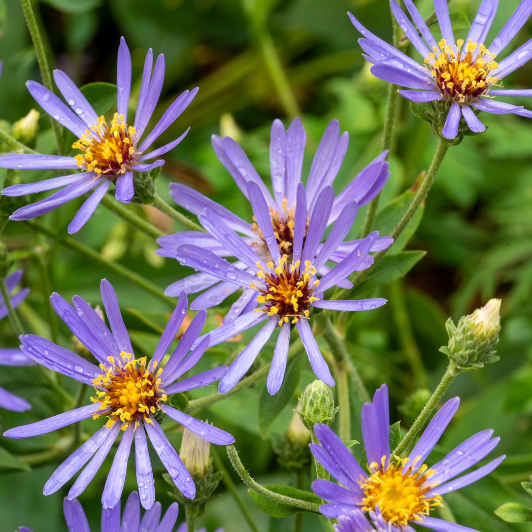 Eurybia x herveyi ‘Twilight’ (syn.syn. Aster macrophyllus 'Twilight').