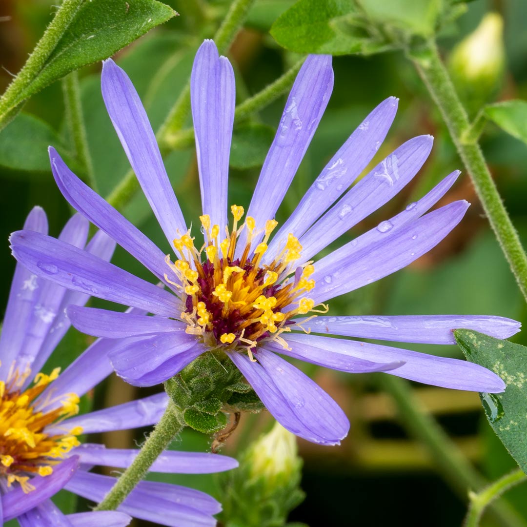 Eurybia x herveyi ‘Twilight’ (syn.syn. Aster macrophyllus 'Twilight').