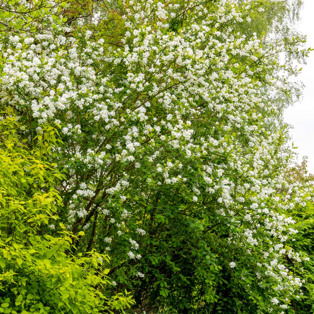 Exochorda x macrantha 'The Bride' at Barnsdale Gardens.
