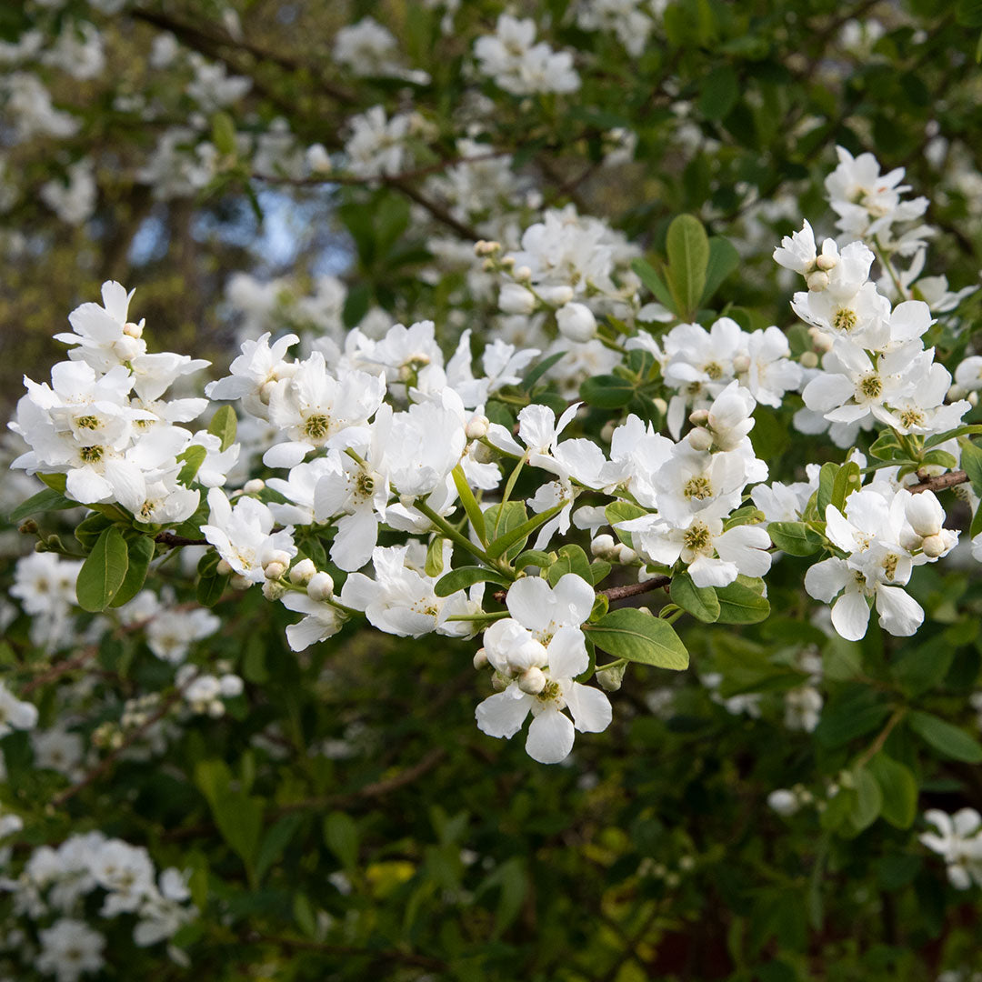 Exochorda x macrantha 'The Bride'