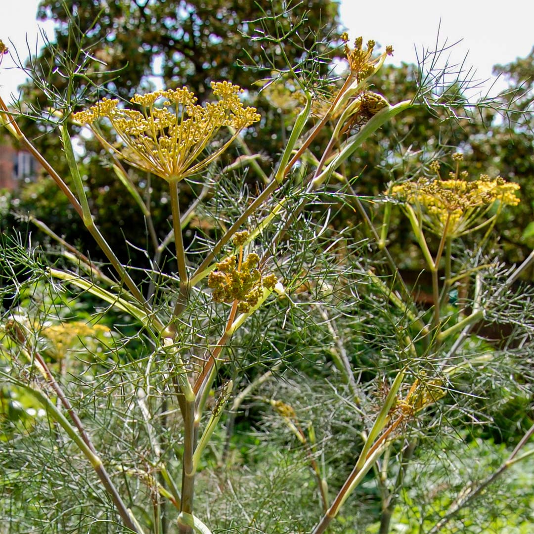 Foeniculum vulgare 'Purpureum' (Bronze Fennel)