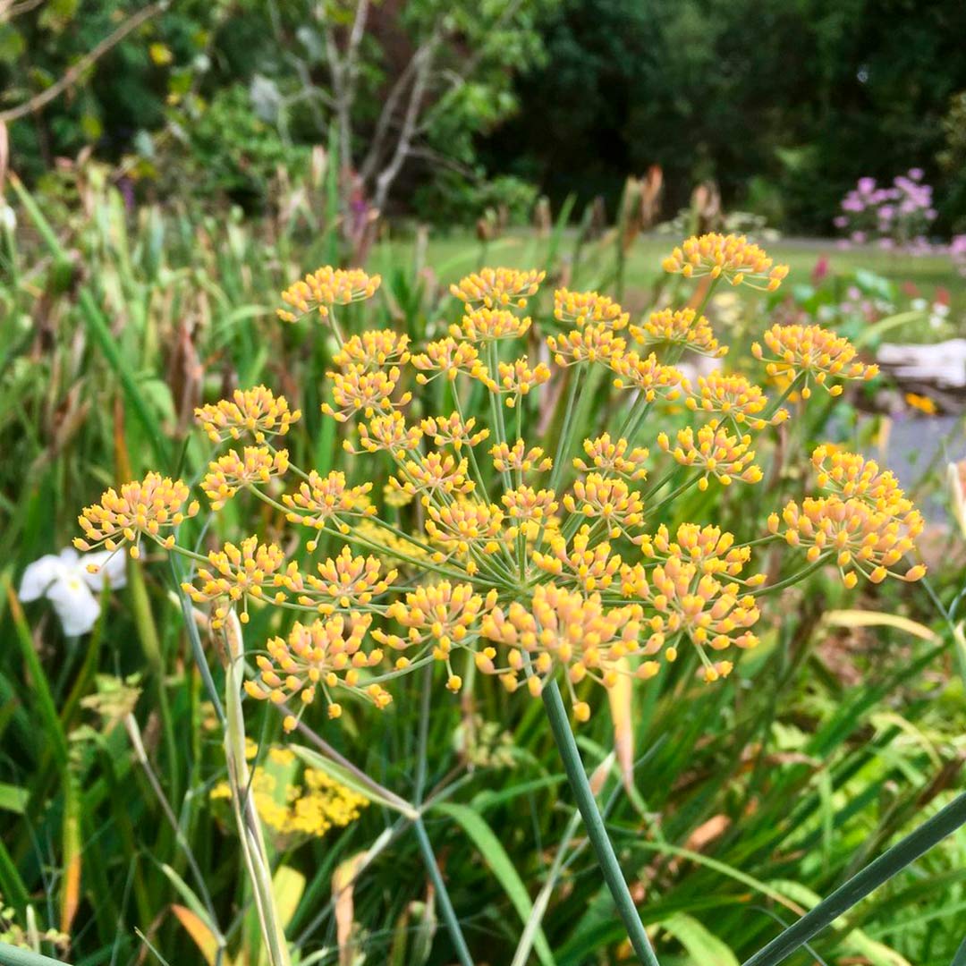 Foeniculum vulgare 'Purpureum' (Bronze Fennel)