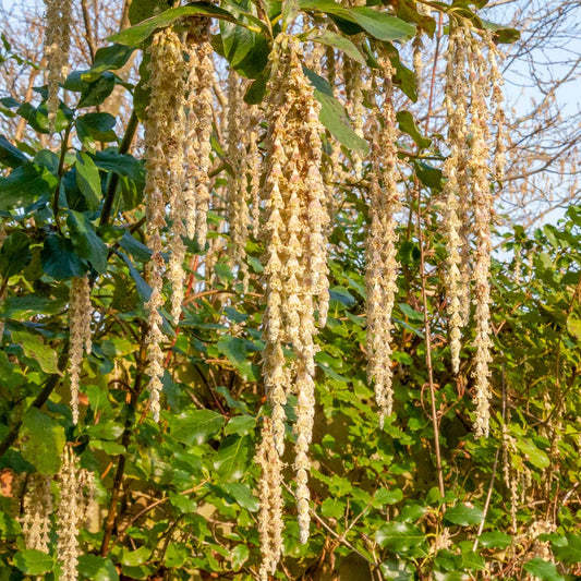 Garrya elliptica 'James Roof'