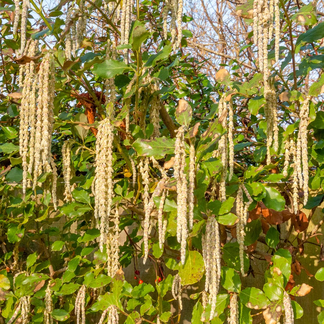 Garrya elliptica James Roof