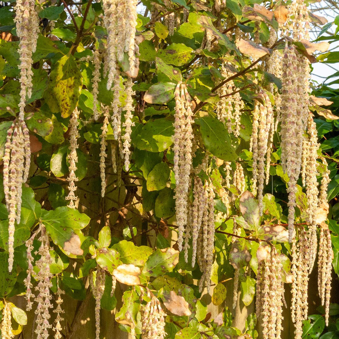 Garrya elliptica 'James Roof'