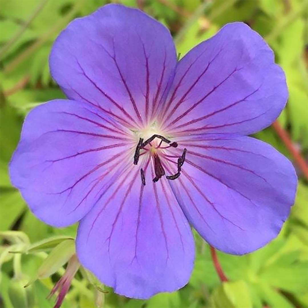 Geranium 'Blue Sunrise'