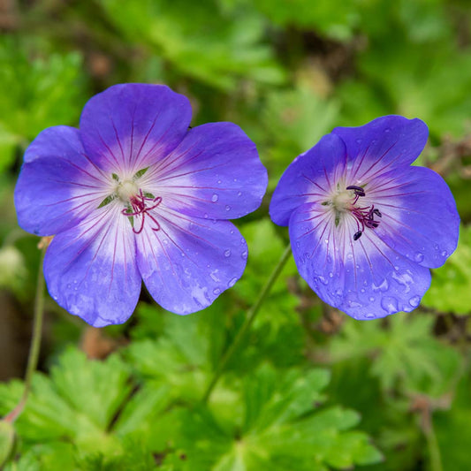 Geranium 'Rozanne'