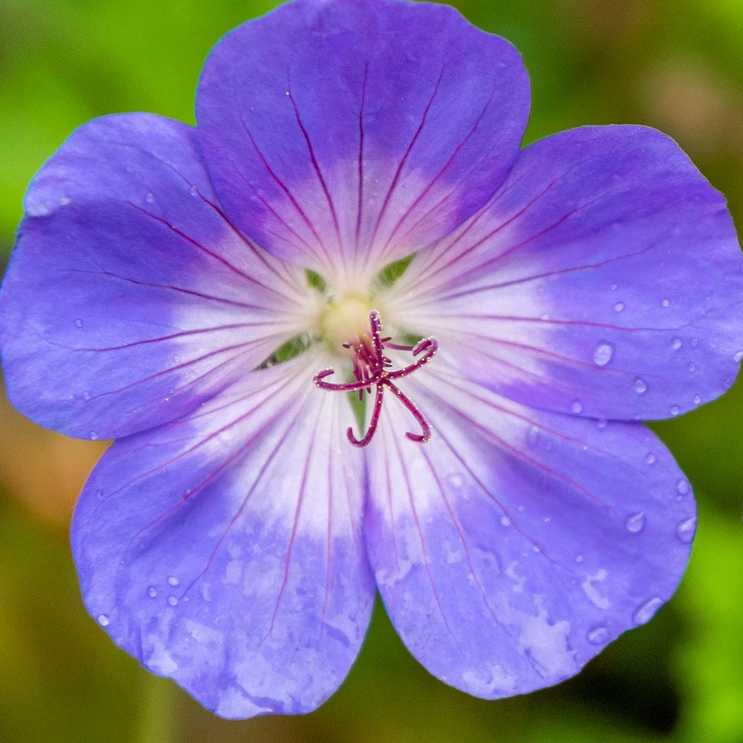 Close up of single blue flower of Cranesbill, Geranium 'Rozanne'