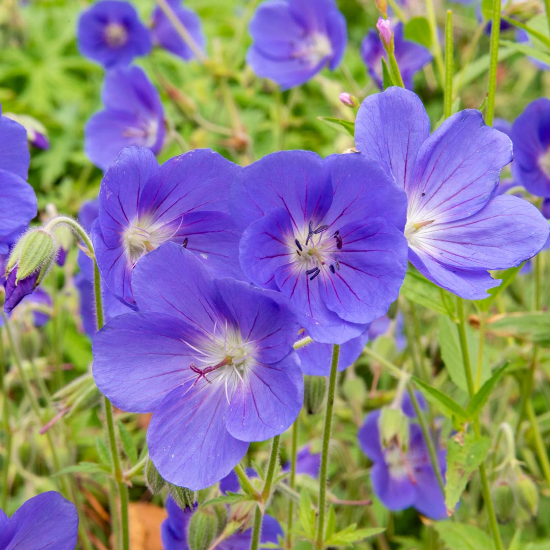 Geranium himalayense