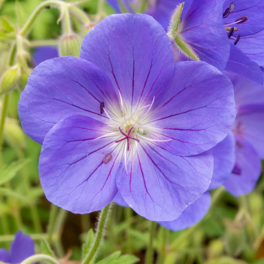 Geranium himalayense