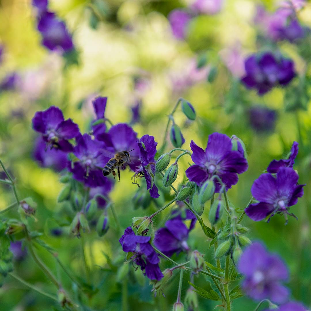 Bee feeding on nectar from Geranium phaeum 'Lily Lovell' in a Rose Garden border at Barnsdale Gardens