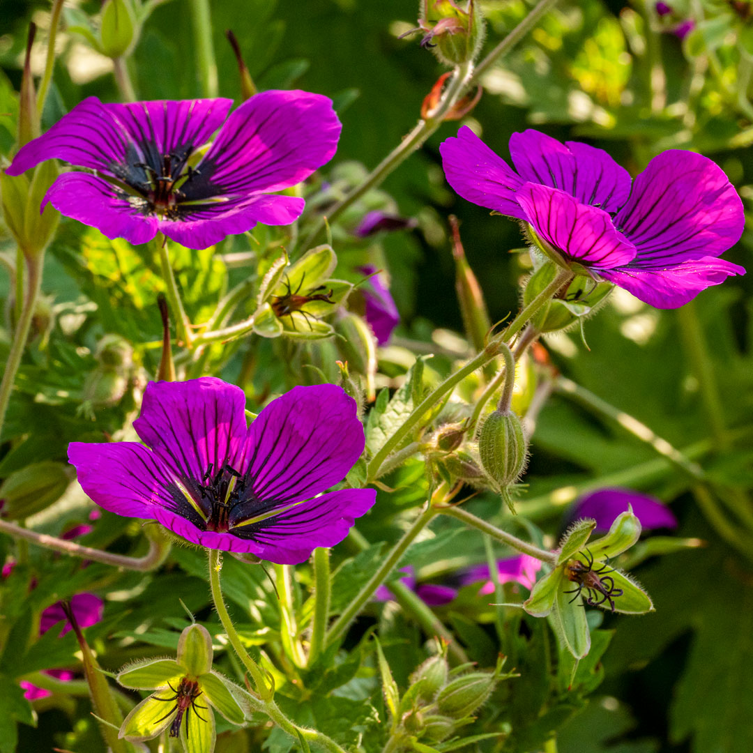 geranium psilostemon seeds Geranium psilostemon – Barnsdale Gardens