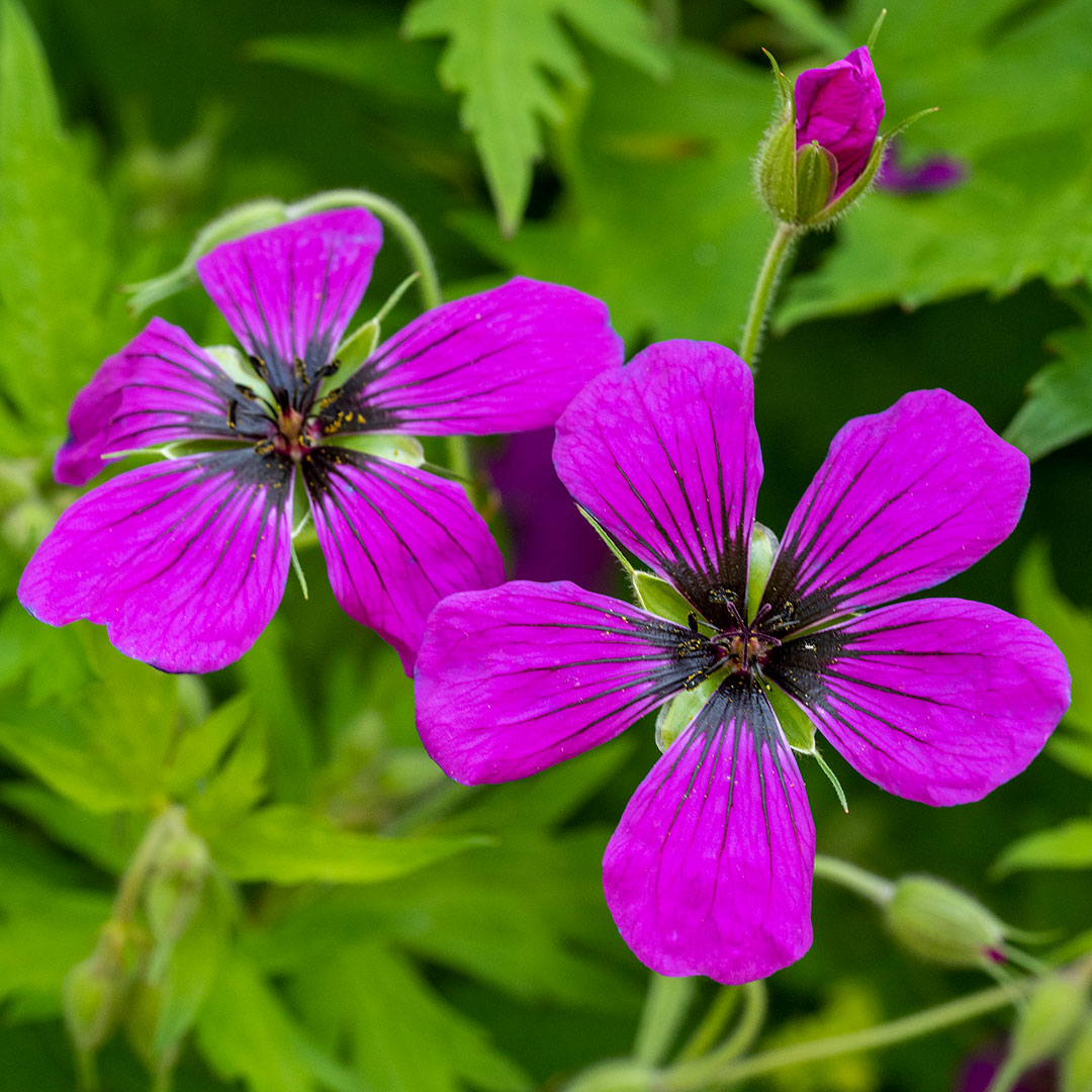 Geranium psilostemon