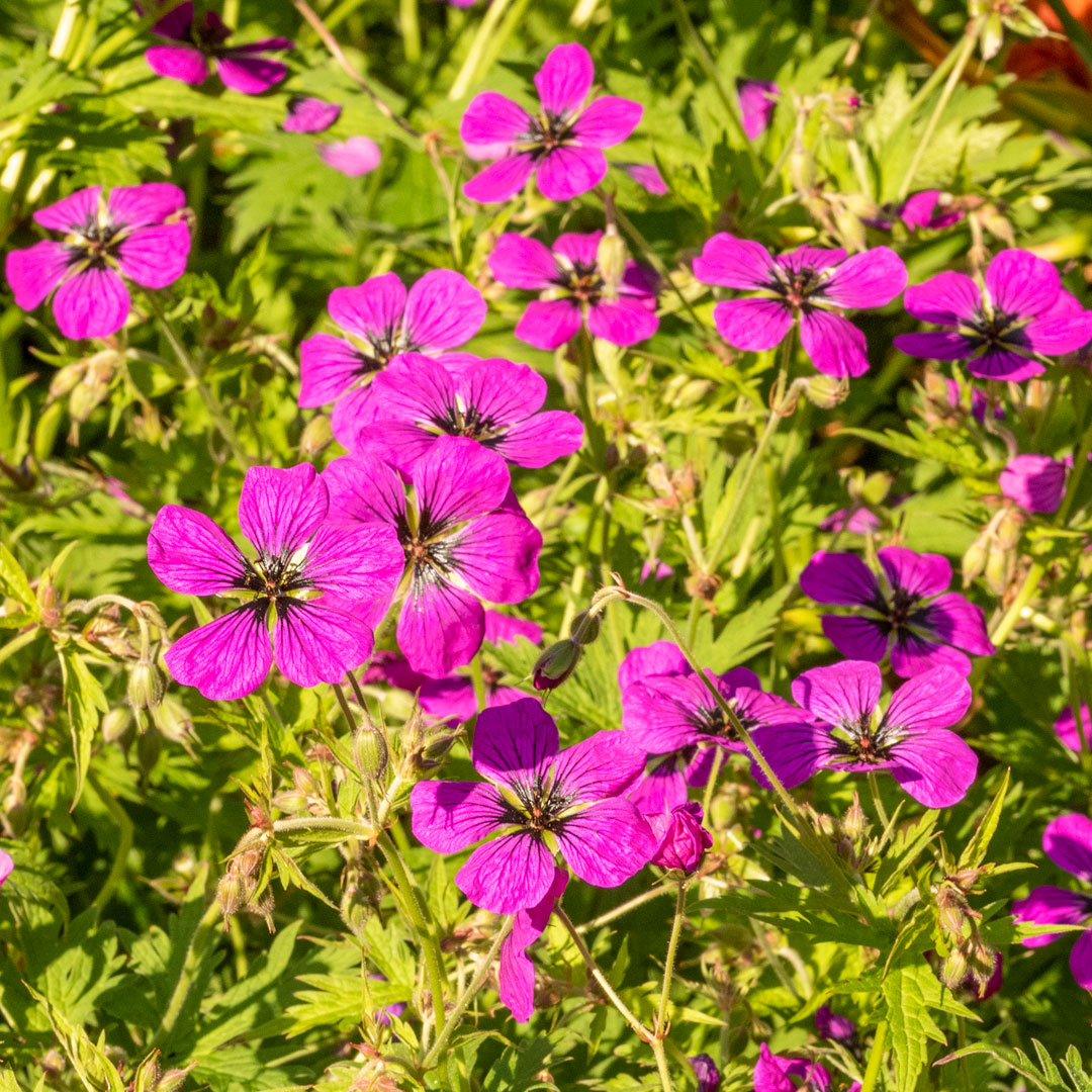 Geranium psilostemon