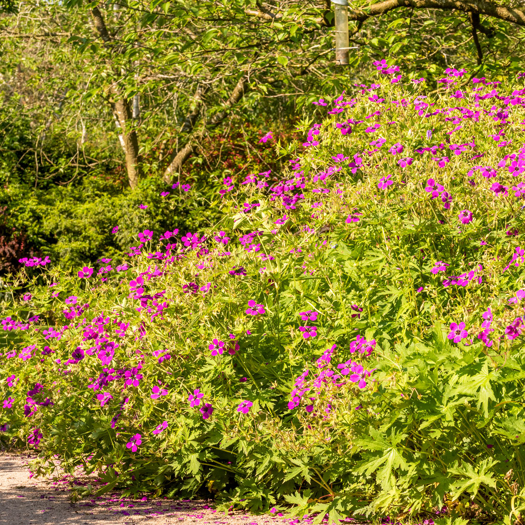 Geranium psilostemon