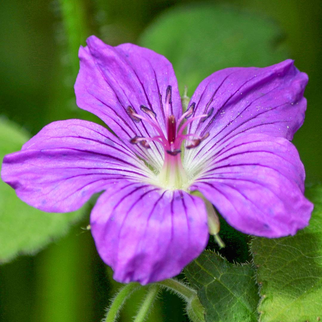 Geranium wlassovianum