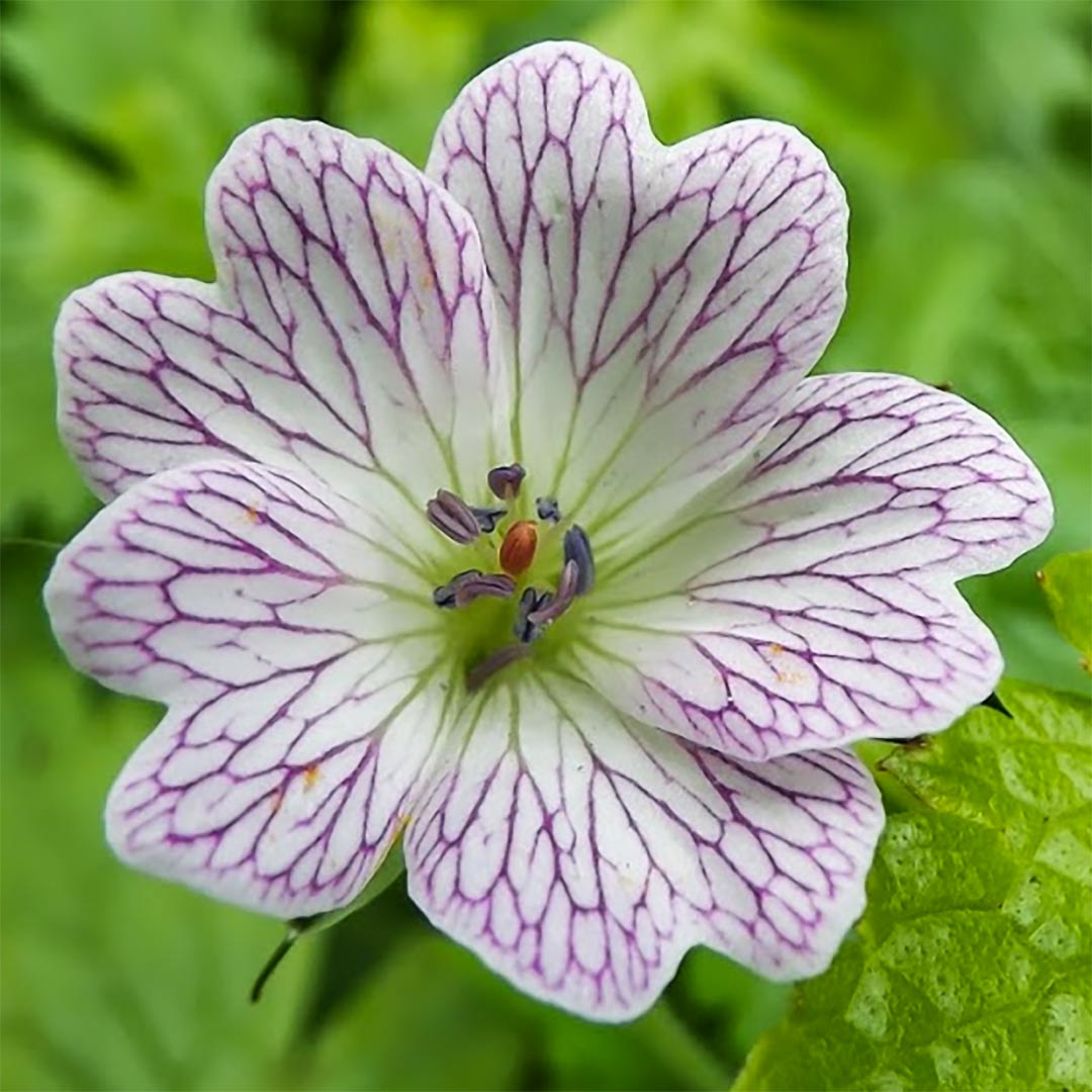 Geranium x oxonianum 'Lace Time'
