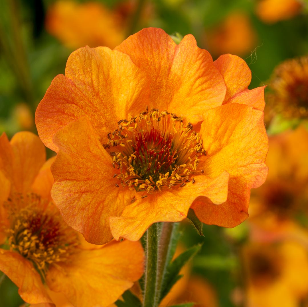 Geum 'Totally Tangerine' close up