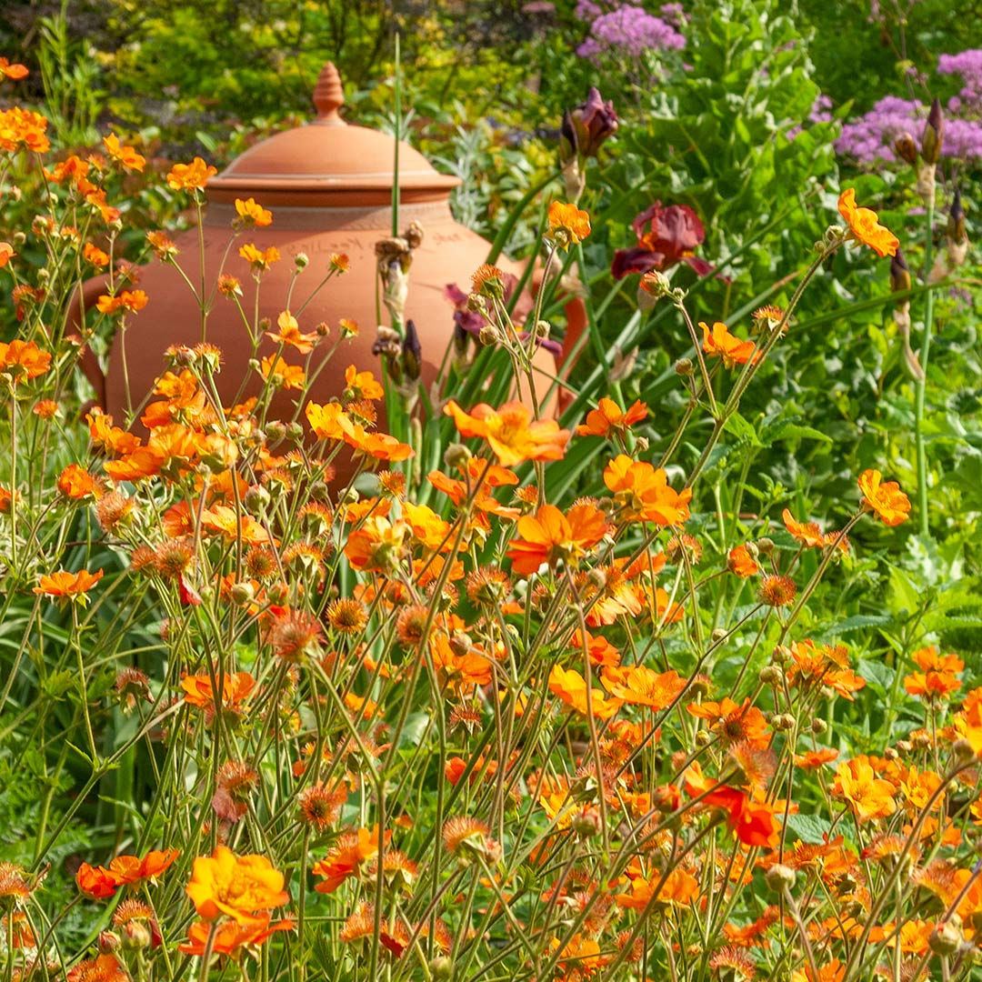 Geum 'Totally Tangerine' in border at Barnsdale Gardens
