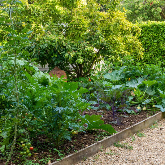 Growing Vegetables in Small Spaces. 17th February, 2026