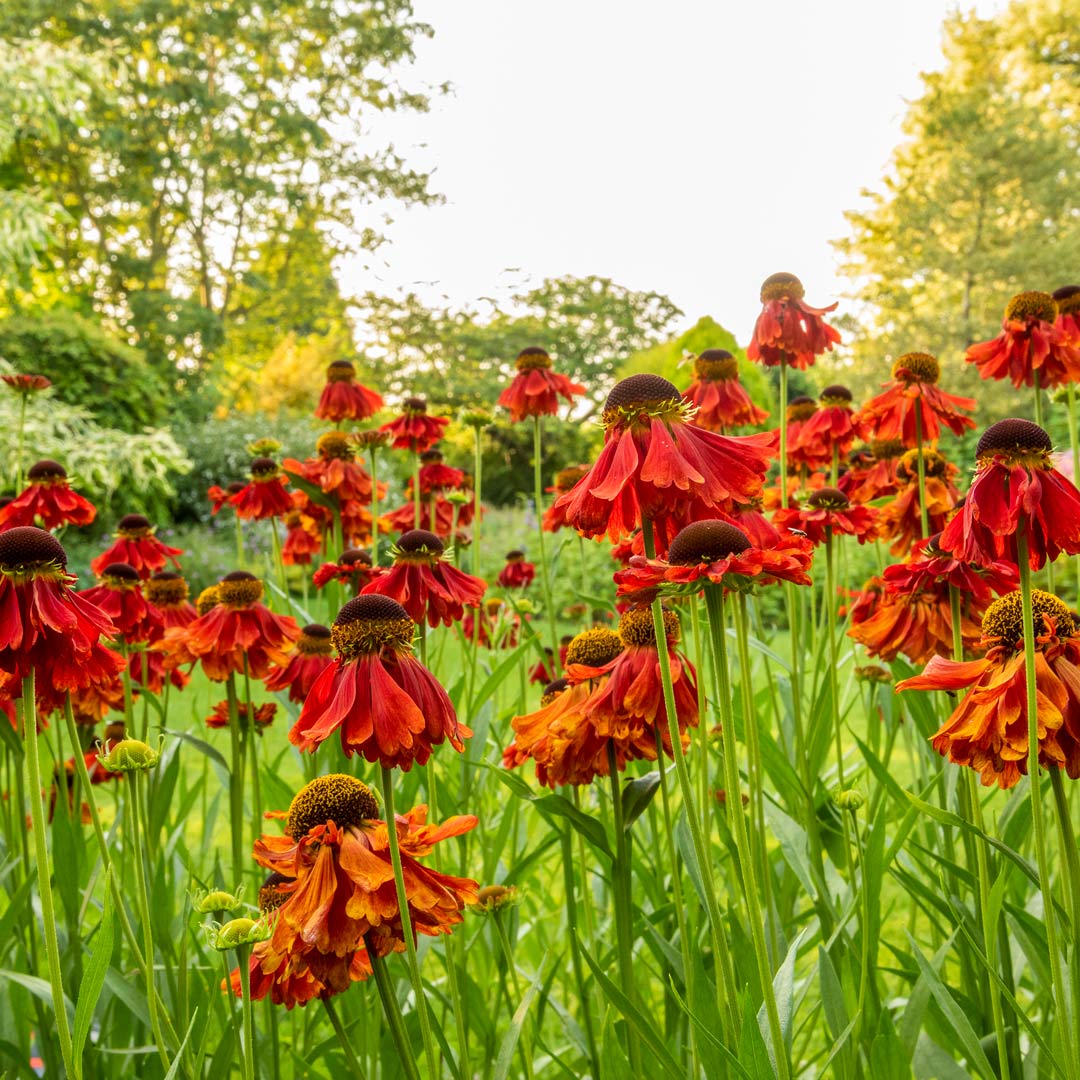 Helenium 'Moerheim Beauty' in herbaceous border at Barnsdale Gardens