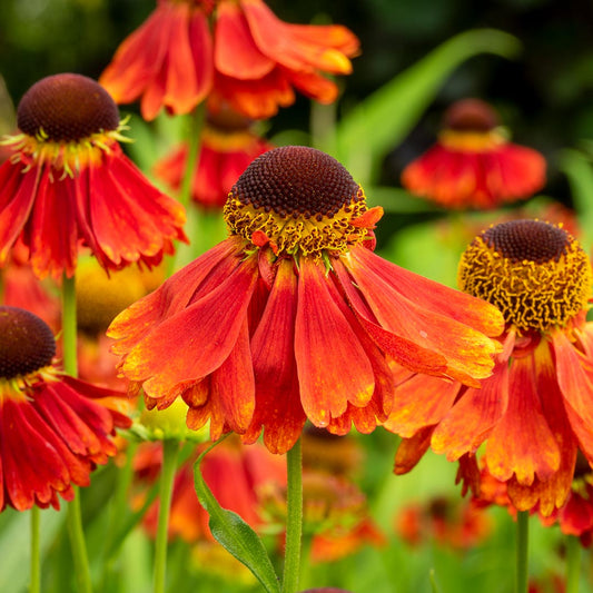 Helenium 'Moerheim Beauty' close up