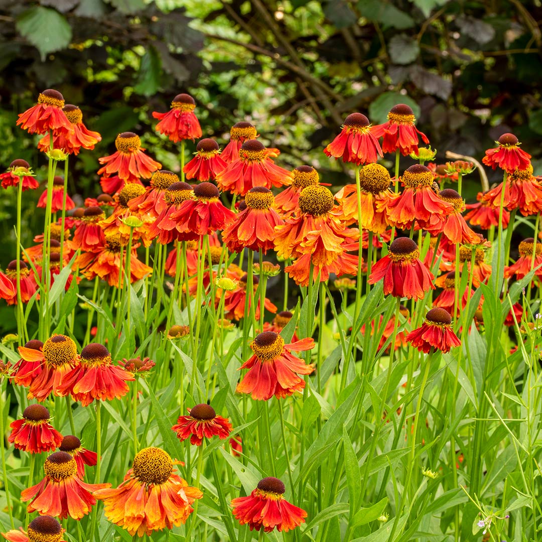 Helenium 'Moerheim Beauty' in herbaceous border at Barnsdale Gardens