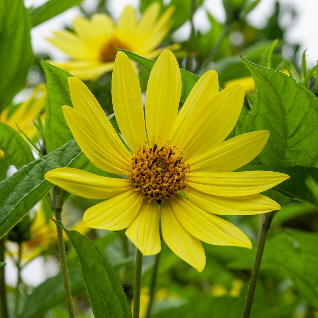 Helianthus 'Lemon Queen'