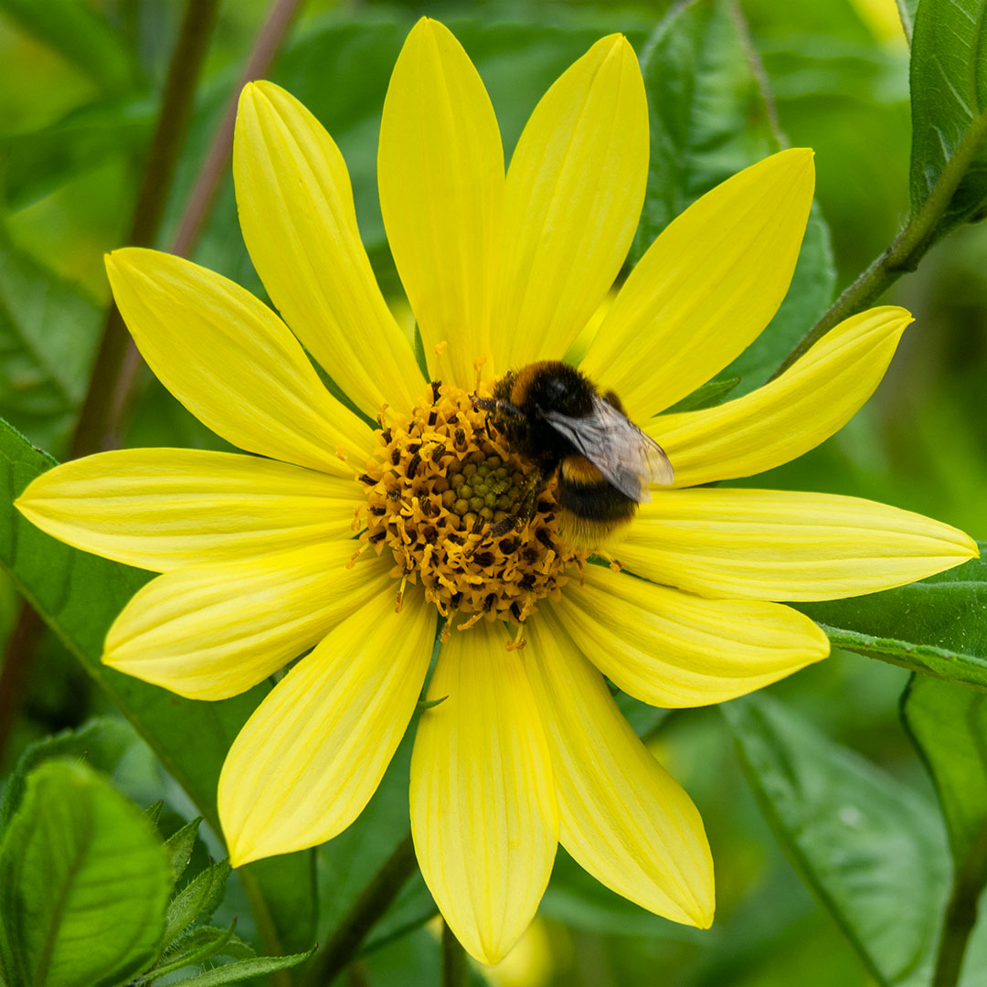 Helianthus 'Lemon Queen' with honey bee