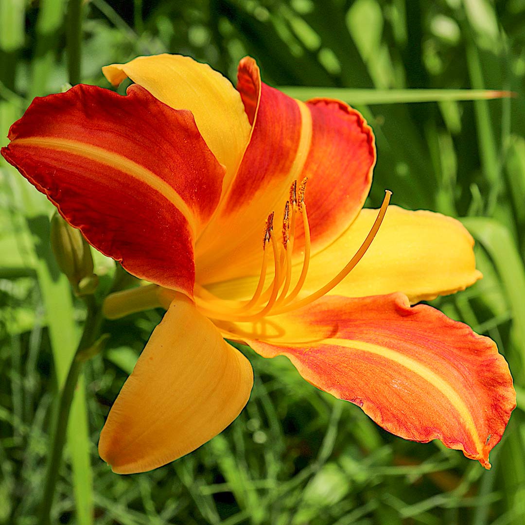 Hemerocallis 'Cathy's Sunset'