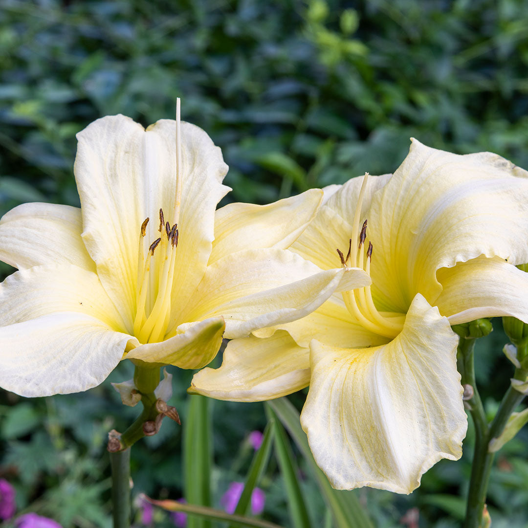 Daylily, Hemerocallis Iron Gate Glacier