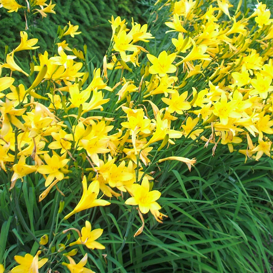 Hemerocallis lilioasphodelus