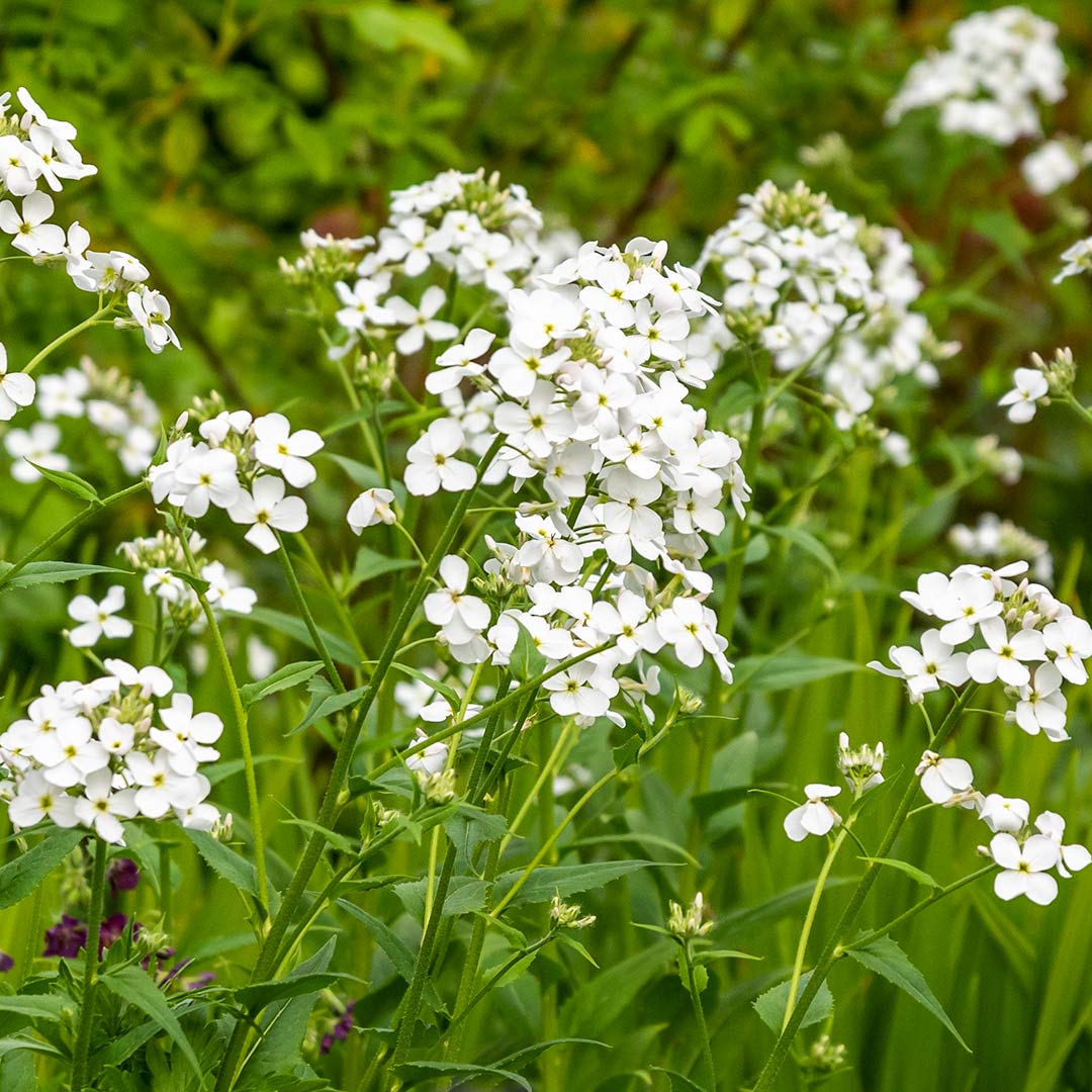 Hesperis matronalis var. albiflora in a border at Barnsdale Gardens