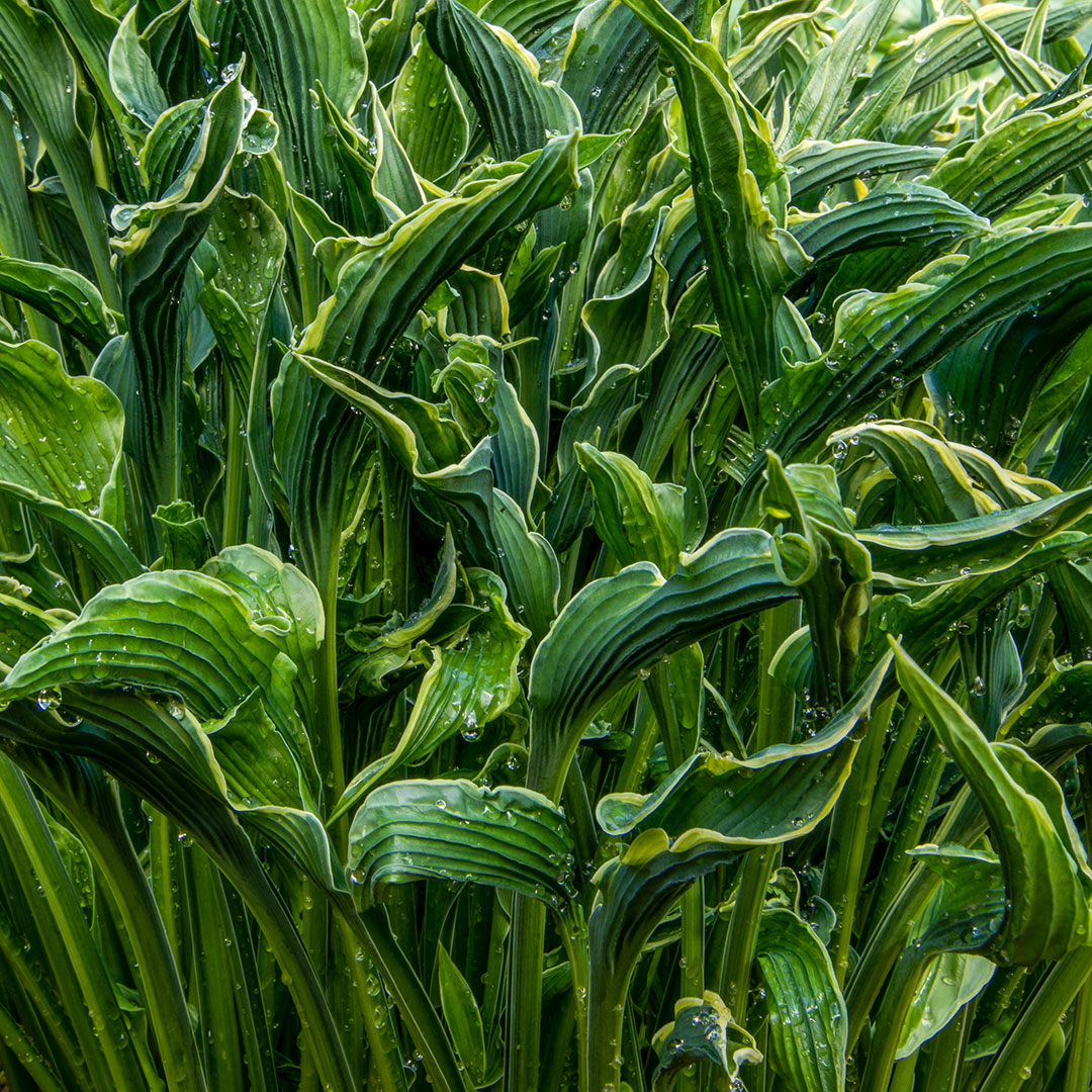 Hosta 'Praying Hands'