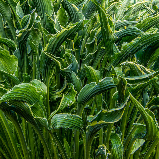 Hosta 'Praying Hands'