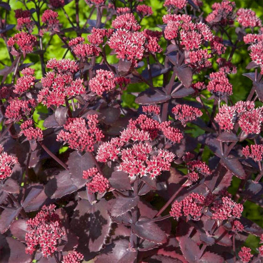Hylotelephium 'Chocolate Cherry' (Sedum)