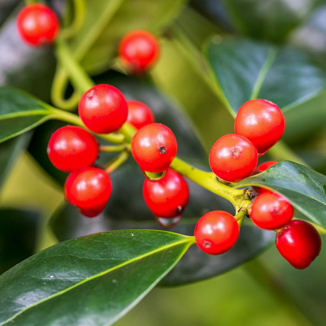 Ilex aquifolium 'J.C. van Tol'