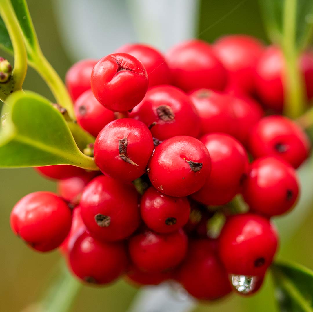 Red berries of Holly, Ilex aquifolium 'J.C. van Tol'.
