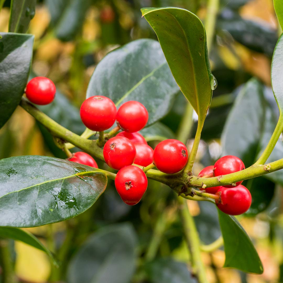 Holly, Ilex aquifolium 'JC van Tol'.