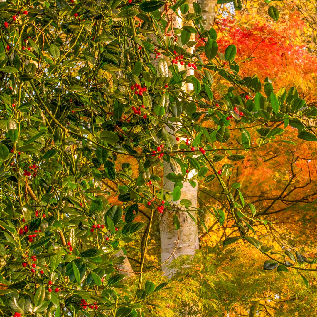 Ilex aquifolium 'J.C. van Tol'