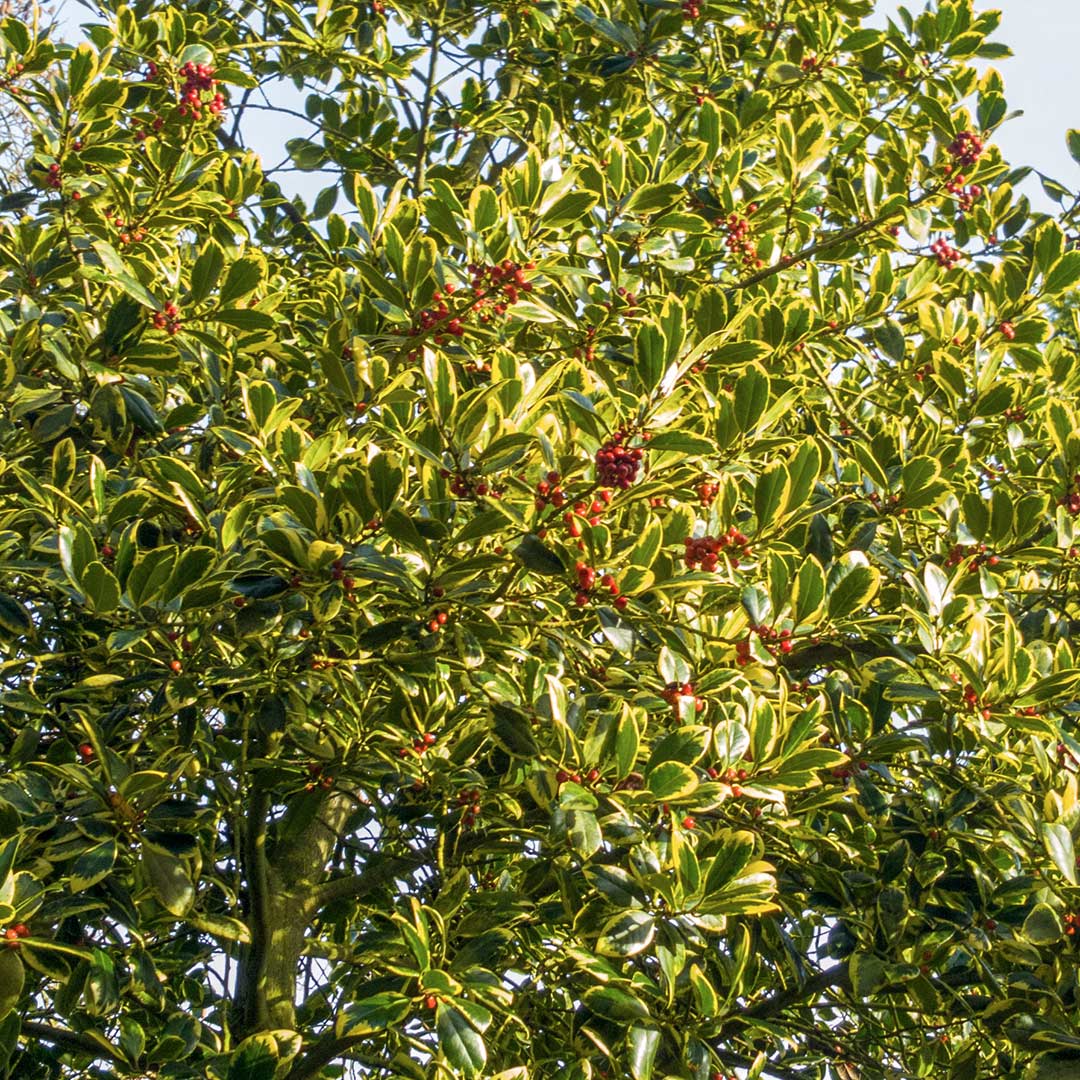 Ilex x altaclerensis 'Golden King'. Holly with red berries