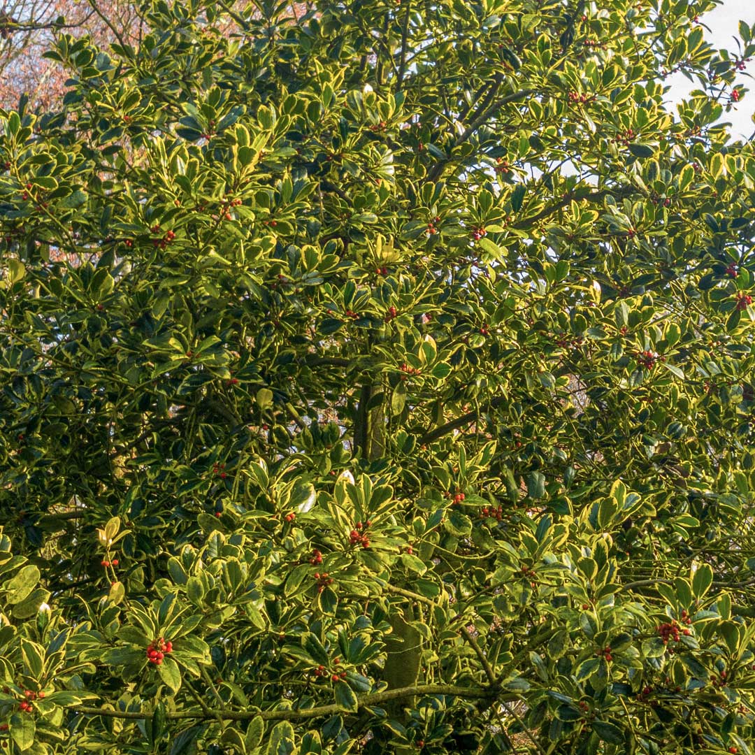 Ilex x altaclerensis 'Golden King'. Holly with red berries