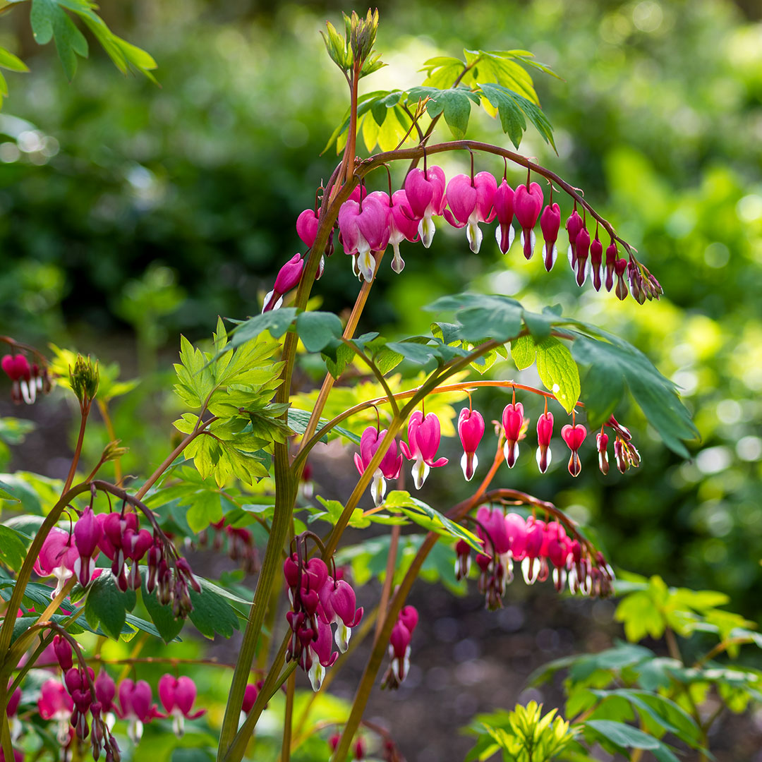 Lamprocapnos spectablis Syn. Dicentra; Bleeding Heart