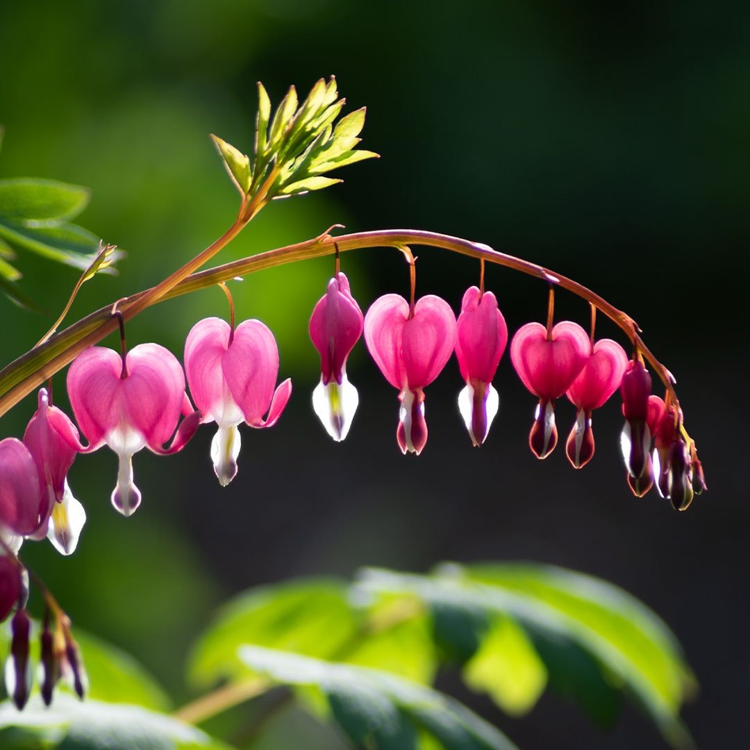 Lamprocapnos spectablis (Dicentra; Bleeding Heart)